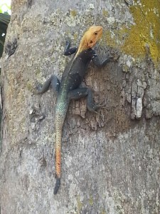 20150406_123031_resized